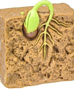 Ciclul vietii la planta de fasole 16
