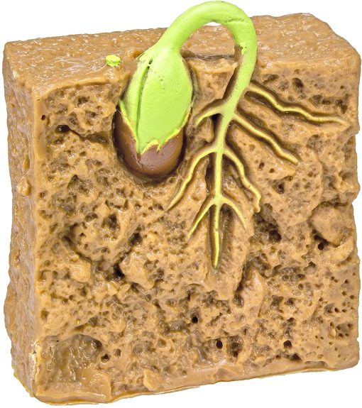 Ciclul vietii la planta de fasole - imagine 15