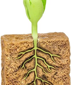 Ciclul vietii la planta de fasole 12