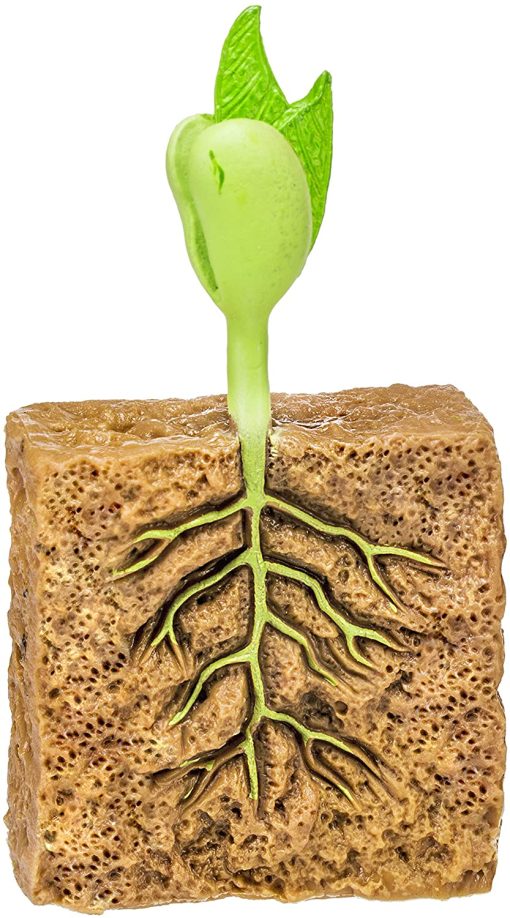 Ciclul vietii la planta de fasole - imagine 11