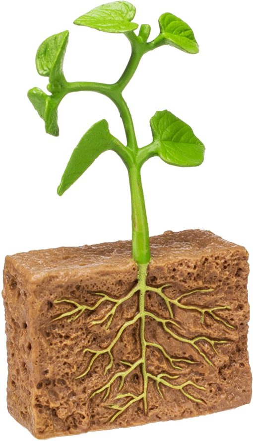 Ciclul vietii la planta de fasole - imagine 10