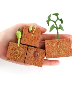 Ciclul vietii la planta de fasole 4