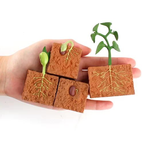 Ciclul vietii la planta de fasole - imagine 3