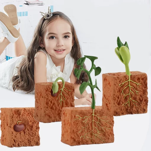 Ciclul vietii la planta de fasole - imagine 2