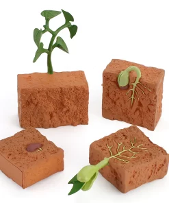 Ciclul vietii la planta de fasole 5