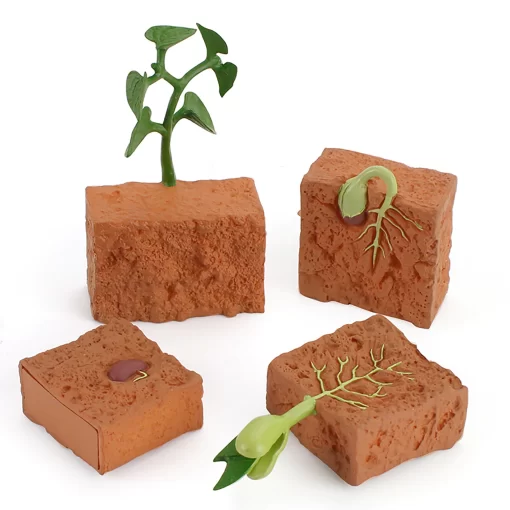 Ciclul vietii la planta de fasole - imagine 4