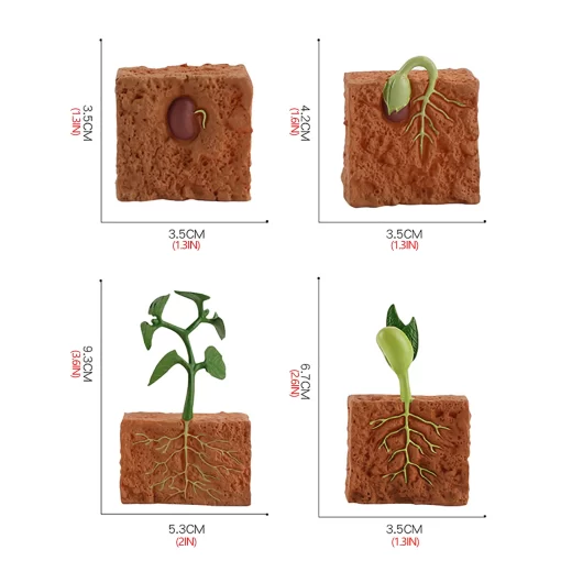 Ciclul vietii la planta de fasole - imagine 5
