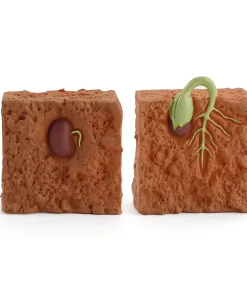 Ciclul vietii la planta de fasole 7