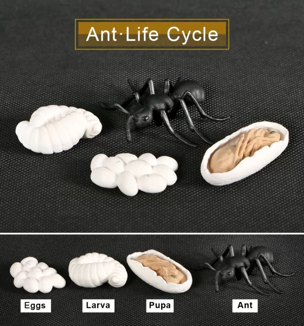 Ciclul de viata al furnicilor 5