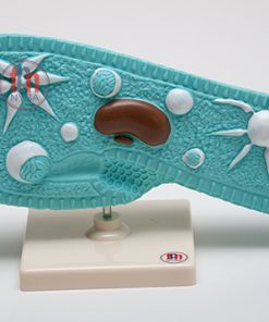 Parameciul model 4