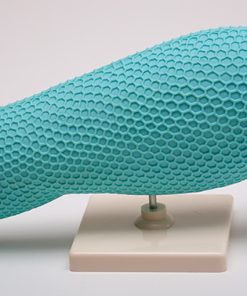Parameciul model 5