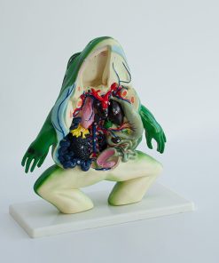 Broasca model anatomic sectiune 4