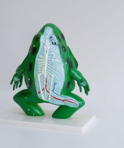 Broasca model anatomic sectiune 5