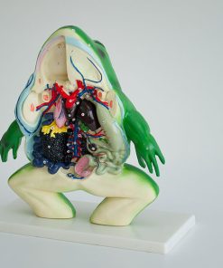 Broasca model anatomic sectiune 6