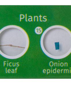 Preparate Botanica 12 specimene 5