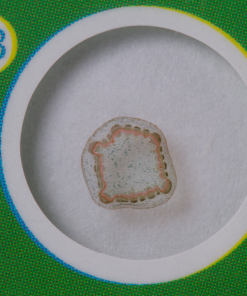 Preparate Botanica 12 specimene 6