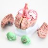 Model de creier uman anatomic 8 piese detasabile