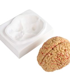 Model de creier uman anatomic 8 piese detasabile 4