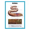 Rama - Lumbricus terrestris