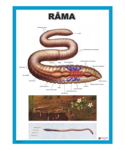 Rama - Lumbricus terrestris