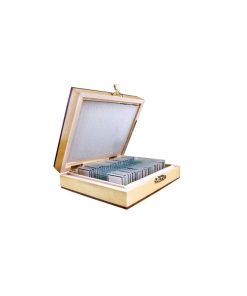Preparate microscop botanica 2