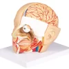 Model de cap, 4 parti - EZ Augmented Anatomy