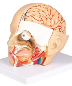 Prima pagina 38 Model de cap, 4 parti - EZ Augmented Anatomy