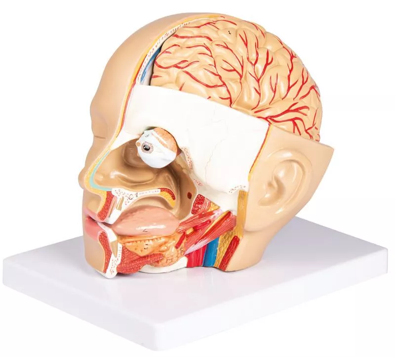 Model de cap, 4 parti - EZ Augmented Anatomy 2 Model de cap, 4 parti - EZ Augmented Anatomy