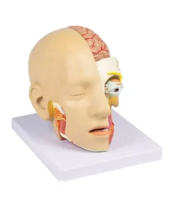 Alternative view of Model de cap, 4 parti - EZ Augmented Anatomy