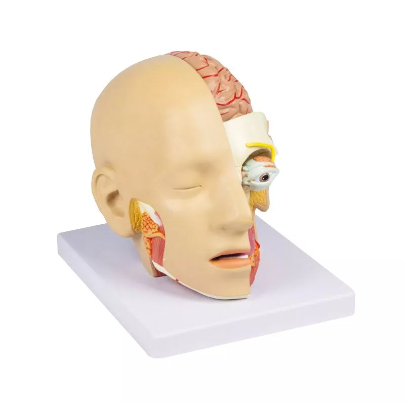 Model de cap, 4 parti - EZ Augmented Anatomy 3 Model de cap, 4 parti - EZ Augmented Anatomy - imagine 2