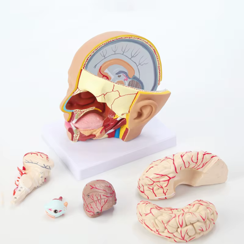 Model de cap, 4 parti - EZ Augmented Anatomy 7 Model de cap, 4 parti - EZ Augmented Anatomy - imagine 6