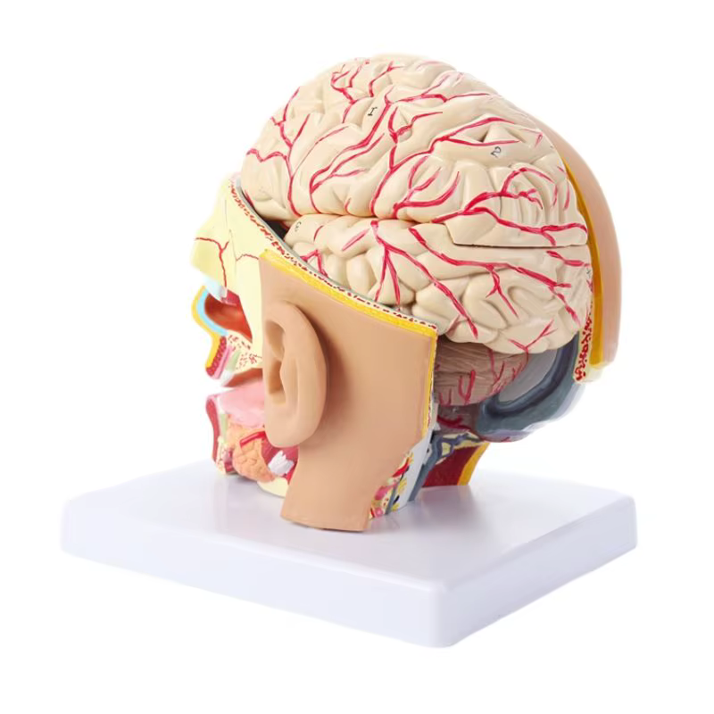Model de cap, 4 parti - EZ Augmented Anatomy 5 Model de cap, 4 parti - EZ Augmented Anatomy - imagine 4