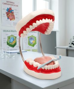 Prima pagina 39 Model dentar uman, 32 dinti permanenti, cu limba