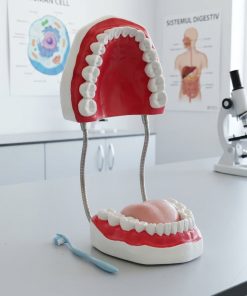 Model dentar uman, 32 dinti permanenti, cu limba 8 Model dentar uman, 32 dinti permanenti, cu limba - imagine 3
