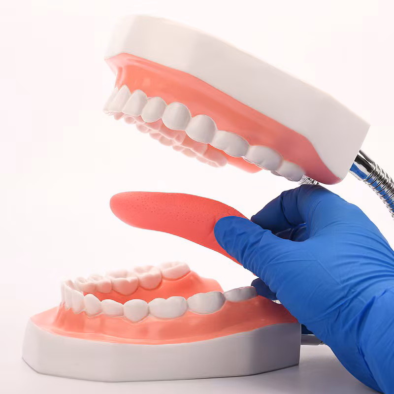 Model dentar uman, 32 dinti permanenti, cu limba 6 Model dentar uman, 32 dinti permanenti, cu limba - imagine 5